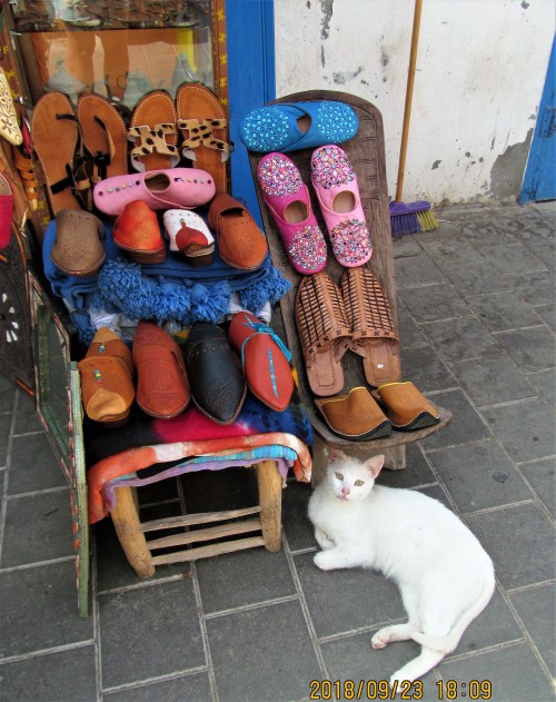 Cats Of Morocco 2018.