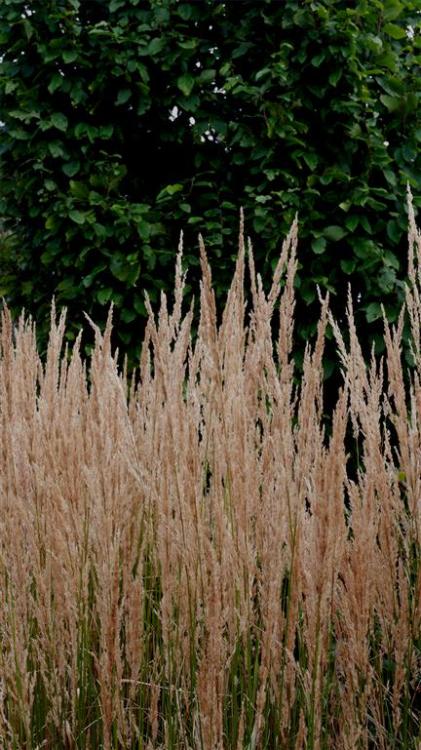 Nature’s Curtains.Snapped at Breezy Knees Gardens, North Yorkshire. England.