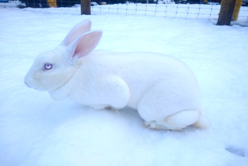 gallusrostromegalus:rusasi-ma:snow bunnyOh this is a FANTASTICALLY cursed animal that will appear in