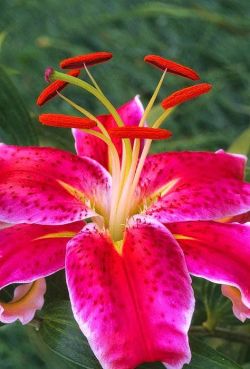 flowersgardenlove:  Beautiful Red Lily Beautiful