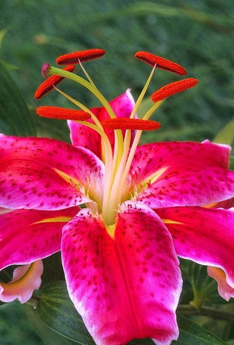 XXX flowersgardenlove:  Beautiful Red Lily Beautiful photo