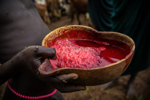 Like the other Omo Valley tribes and Massia, the Surma will use the milk and blood from the cow. Dur