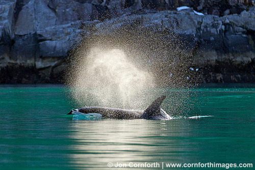 Kenai Orcas Blow 1 by Cornforth Images on Flickr.