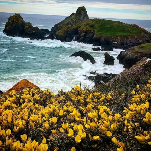 thequeensenglish: Cornish coast- A sea of Yellow Gorse along the world famous shores at Kynance Cove