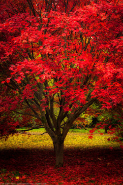 outdoormagic:  (via Red and Yellow, Japanese Red Maple, Westonbirt Arboretum by Joe Daniel Price / 500px)