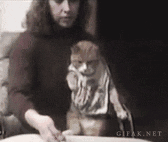 amzinggifs:  More funny gifs at www.amazinggifs.com  Wtf is with this cat xD