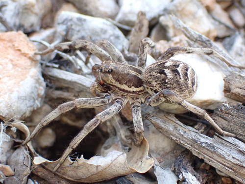 Rabid Wolf Spider (Rabidosa rabida) · iNaturalist