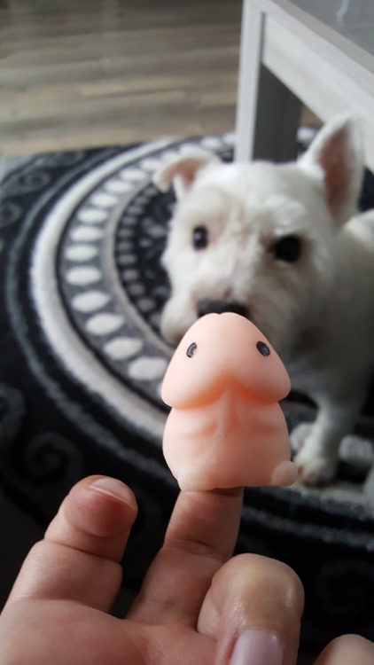 My new stress toy. Squishie MacDickbutt. He is so cute!