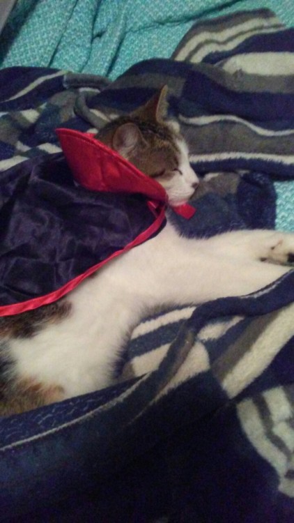 bonesandsunflowers:My cat hates me right now .