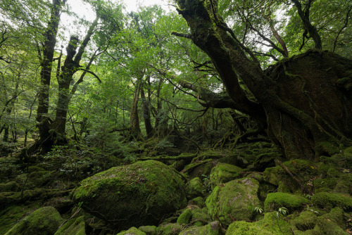 mossy forest by dmakos on Flickr.