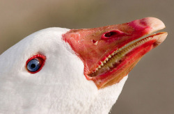 No one ever believed me when I’d tell them I was chased by a duck with teeth.