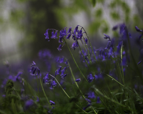 kenmarten:Native Bluebells in Welsh Woodland Part 2