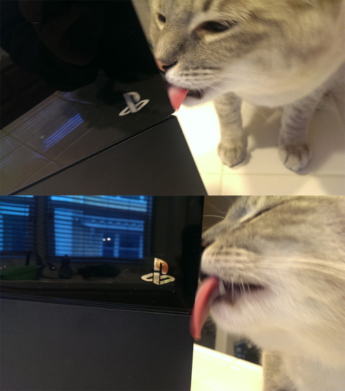 ivaan-ffxiv: deershadow: i bet that cat doesn’t even game, it’s just doing it for attent