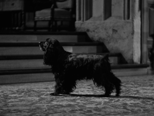 Rebecca, dir. Alfred Hitchcock, 1940Joan Fontaine and a dog