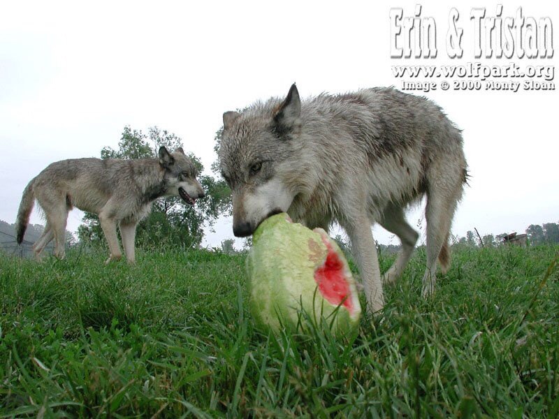 8bitmickey: Pictures of wolves eating watermelons has quickly become my new aesthetic.