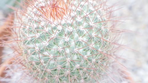 I Found Some Prickly Friends While At The Botanical Garden