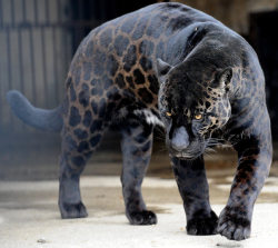 elcubalibre:  Melanistic Jaguar