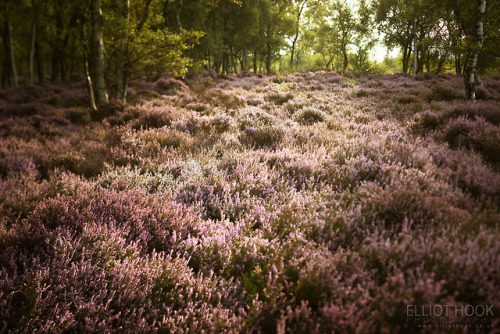 te5seract:    Stanton Moor &  Stanton Moor Heather  by  Elliot Hook