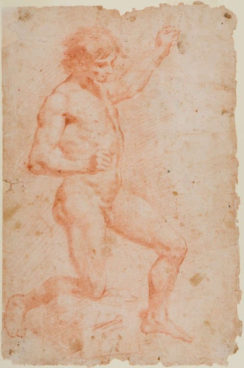 harvard-art-museums-drawings: Kneeling Youth with Lifted Arm, Andrea di Leone, 17th century, Harvard