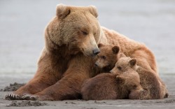 Secure Shelter (Grizzly With Her Cubs)