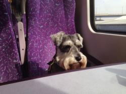 dogsontrains:  Pensive Poppy. Miniature schnauzer with @UsAndTheDog on the Transpennine Express to Cleethorpes. 