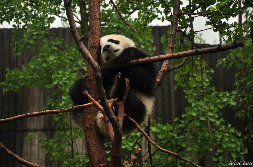 giantpandaphotos:  © Oceanwoo. 