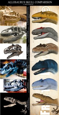 dinodorks:  Different Allosaurus Species by FredtheDinosaurman 