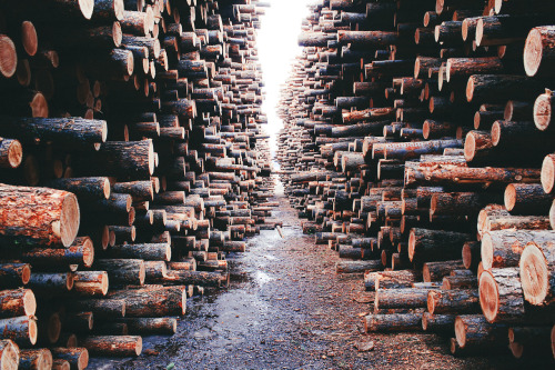 5hredbender: I can smell the lumber from the pic