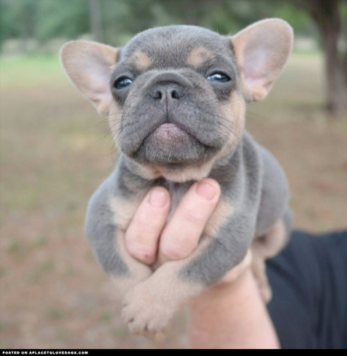 aplacetolovedogs:  Photogenic French Bulldog Puppy porn pictures