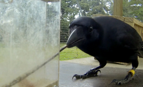 flightlynx:  ALRIGHT LISTEN UP TUMBLR  SEE THIS BIRD HERE? this bird is a new caledonian