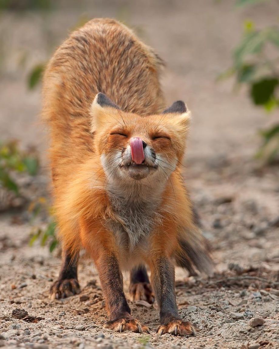 everythingfox:  Some important pictures