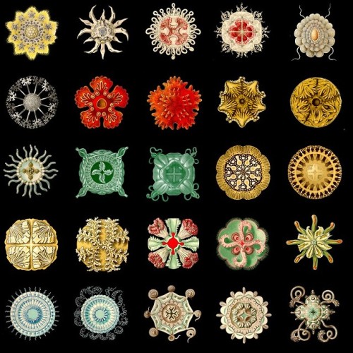 modhero:Ernst Haeckel - Artist, biologist, naturalist.