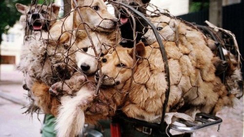 If you are a dog-lover, sign this petition to stop this abominable chinese dog-torture festival. THE