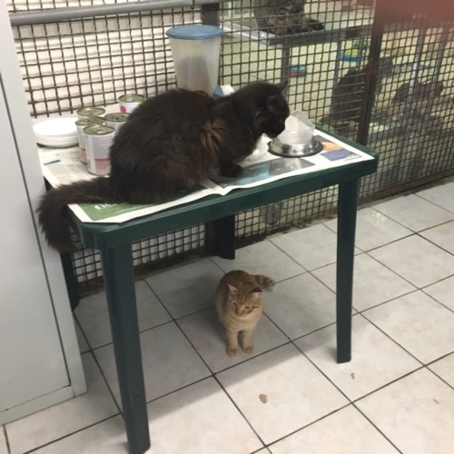 animalcharitiesuk:Cats of Rome: Torre Argentina Cat Sanctuary!Last week I visited Rome &amp; wen