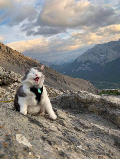 justcatposts:  Gary was pretty excited about reaching his first ever summit! (via)
