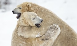 Boopbears:  Happy Valentines Day! Here 