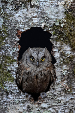 mistymorningme:  Otus scops by Víctor Ortega 