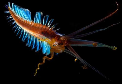 kqedscience:Six Pictures of Beautiful, Bizarre Worms That Slink Or Swim“It was only a matter o