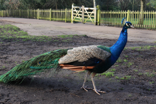 Peacock/påfågel. Holland Park, London.