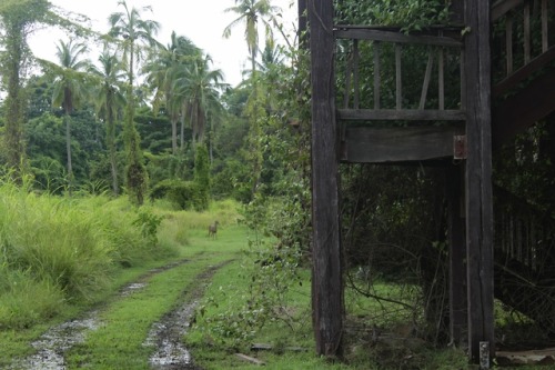 a-fallen-wolf: Ruins  Isla Contadora, Panama, September, 2018