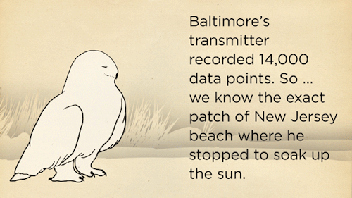 skunkbear:  Thanks to cutting edge tracking technology, Baltimore is probably the best known wild snowy owl in history. You can see real footage of him (not just animations) in our new video: 