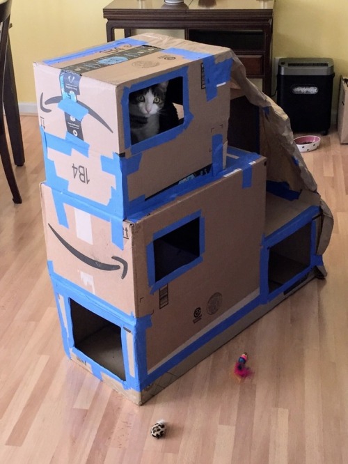 destinationtoast:KITTY IN THE FORT I renovated and reinforced the boxes with more openings and stron