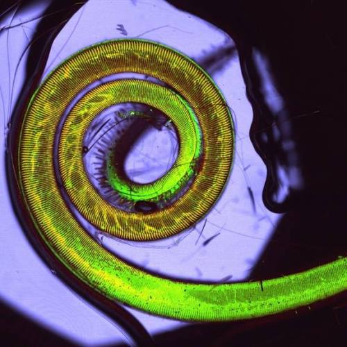 shed-your-notions: scienceyoucanlove: This is a coiled butterfly tongue magnified 60 times. Ima