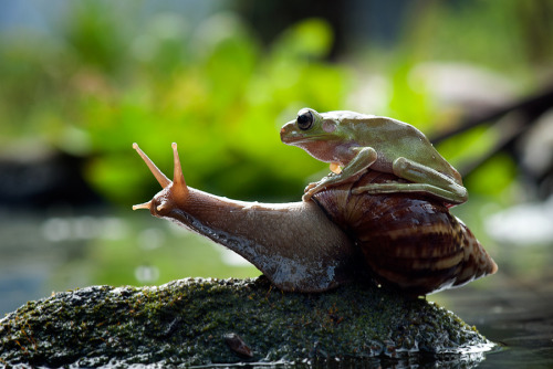 bubonickitten: vurtual: (by nordin seruyan) snails: the most noble steed