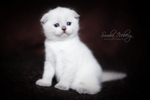 Simba Iceberg Hera ❤ Scottish Fold blue point kitten is 31 days old (d.o.b. 25.03.2017) 