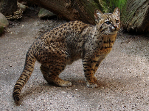 ccaracal:leopardus geoffroyi (by Joachim S. Müller)