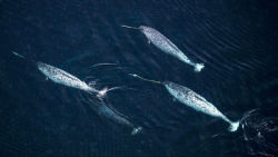 currentsinbiology:  Narwhals beat the death