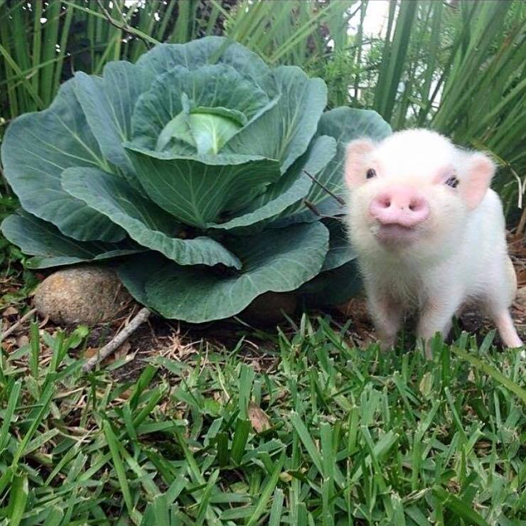 cute-overload:  Cabbage Patch Pighttp://cute-overload.tumblr.com source: http://imgur.com/r/aww/ToWEbJs