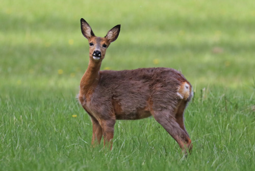 This is a friend of mine. Whenever I meet this beautiful doe (she is in the process of shedding her 