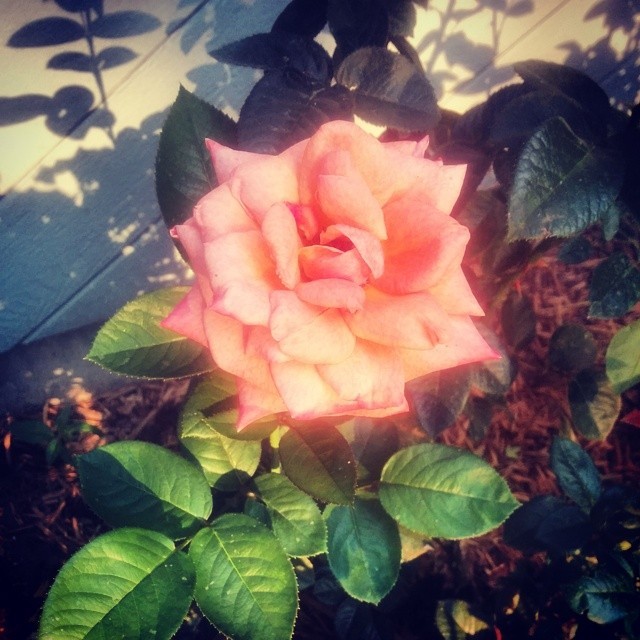 Perfect summer rose right kn my front yard. I think I’m like a gardener or something. #instablooms #instaflowers